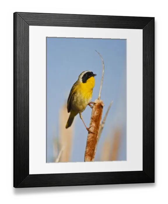 Framed Print : Canada, British Columbia Framed Print : Canada, British Columbia
