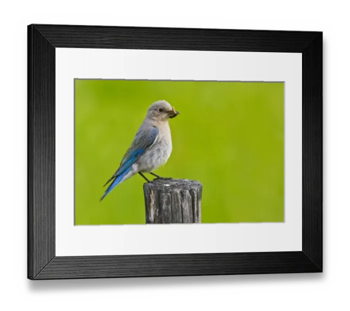Framed Print : Canada, British Columbia near Kamloops, Mountain Bluebird (Sialia currucoides) adult Framed Print : Canada, British Columbia near Kamloops, Mountain Bluebird (Sialia currucoides) adult