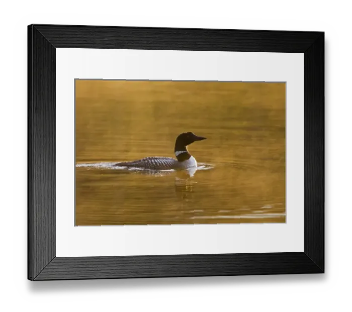 Framed Print : Canada, British Columbia near Kamloops, Common Loon (Gavia immer) on lake at sunrise Framed Print : Canada, British Columbia near Kamloops, Common Loon (Gavia immer) on lake at sunrise