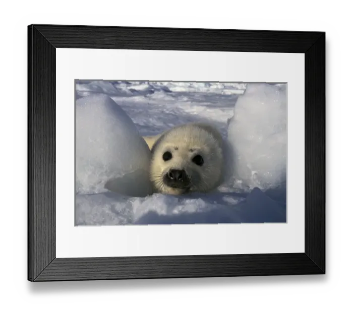 Framed Print : North America, Canada, Gulf of St. Lawrence. Harp Seal (phoca groenlandica) Framed Print : North America, Canada, Gulf of St. Lawrence. Harp Seal (phoca groenlandica)