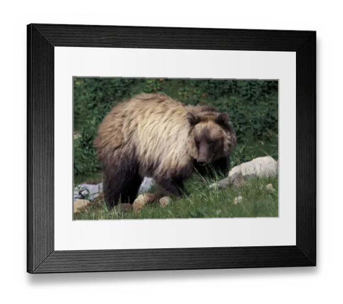 Framed Print : Canada. North America, Canada. Grizzly Bear (Ursus arctos)