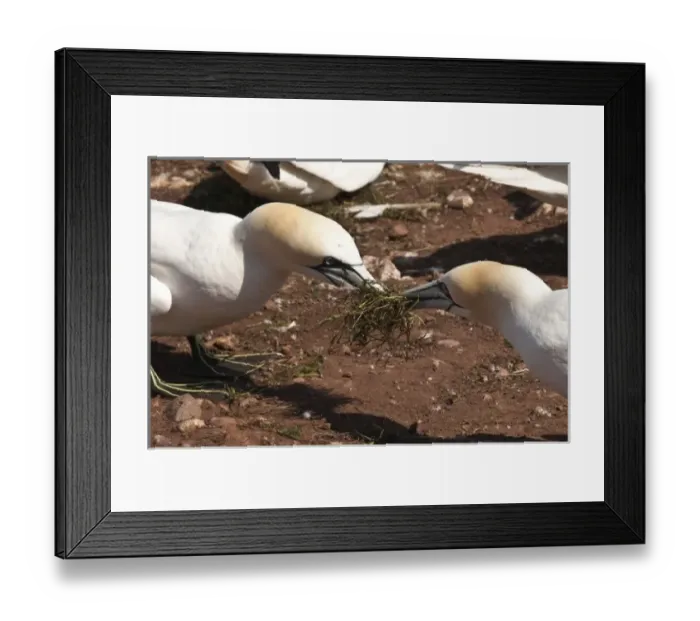 Framed Print : Quebec, Canada. Northern Gannet colony Ile Bonaventure offshore of Perc
