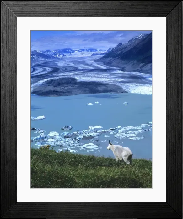 Framed Print : Mountain Goat Billy(Oreamnos Americanus), Lowell Lake and Glacier in distance, Kluane National Park Framed Print : Mountain Goat Billy(Oreamnos Americanus), Lowell Lake and Glacier in distance, Kluane National Park