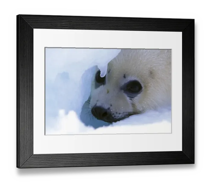 Framed Print : North America, Canada, Gulf of St. Lawrence. Harp Seal (phoca groenlandica) pup Framed Print : North America, Canada, Gulf of St. Lawrence. Harp Seal (phoca groenlandica) pup