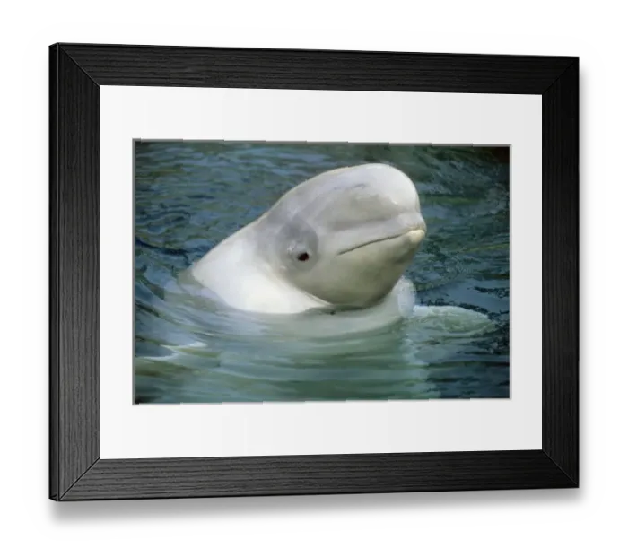 Framed Print : Beluga Whale, (Delphinapterus leucas), Captive beluga whale poking head from water