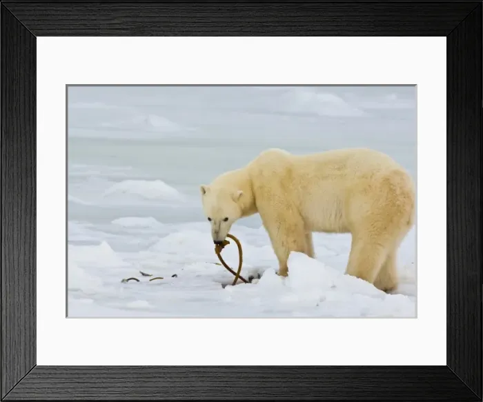 Framed Print : Canada, Hudson Bay. Polar bear eating kelp on frozen bay Framed Print : Canada, Hudson Bay. Polar bear eating kelp on frozen bay