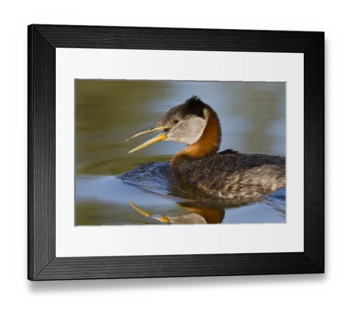 Framed Print : Canada, British Columbia, Red-necked Grebe (Podiceps grisegena) adult swimming in lake Framed Print : Canada, British Columbia, Red-necked Grebe (Podiceps grisegena) adult swimming in lake