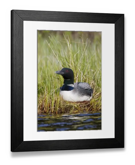 Framed Print : Canada, British Columbia Framed Print : Canada, British Columbia