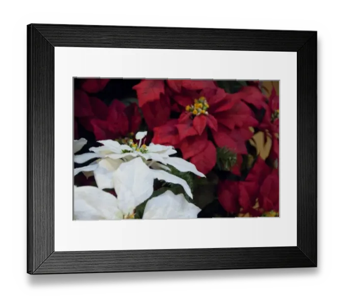 Framed Print : Canada, Quebec, Montreal. Christmas poinsettia plants Framed Print : Canada, Quebec, Montreal. Christmas poinsettia plants