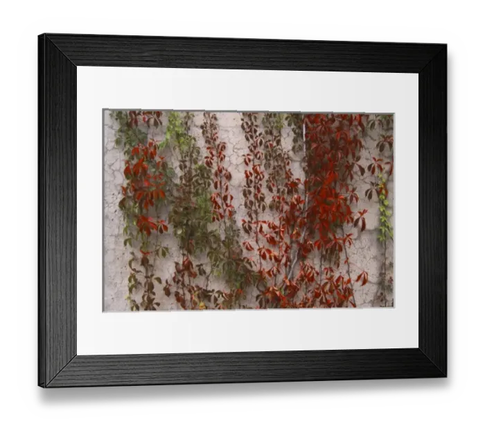 Framed Print : Canada, Quebec, Montreal, fall foliage Framed Print : Canada, Quebec, Montreal, fall foliage