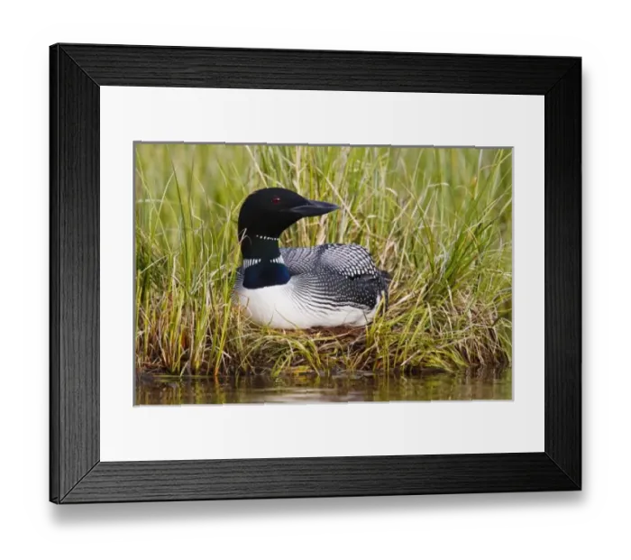 Framed Print : Canada, British Columbia Framed Print : Canada, British Columbia