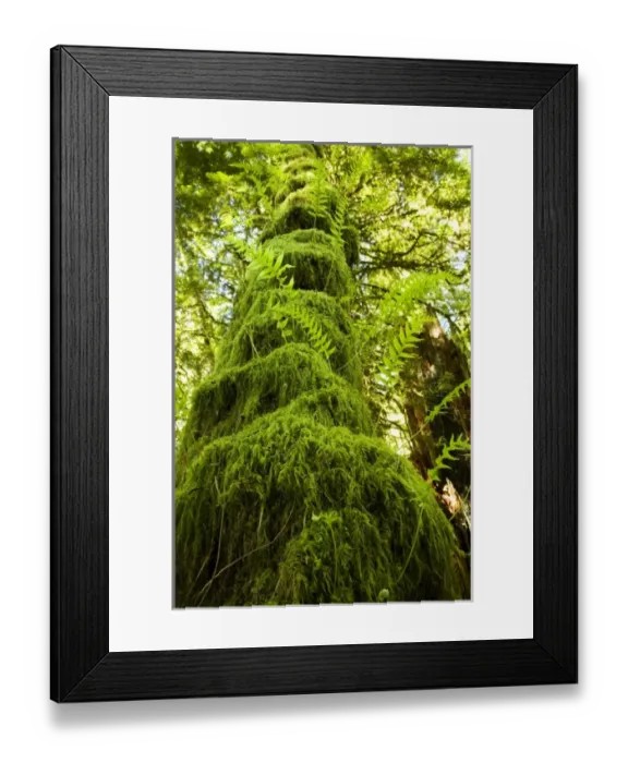 Framed Print : Canada, British Columbia Framed Print : Canada, British Columbia