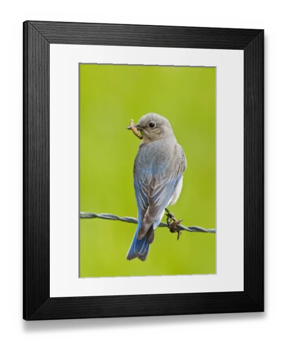 Framed Print : Canada, British Columbia Framed Print : Canada, British Columbia