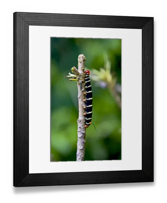 Framed Print : Tetrio Sphinx Caterpillar ( Pseudosphinx Tetrio ) Framed Print : Tetrio Sphinx Caterpillar ( Pseudosphinx Tetrio )