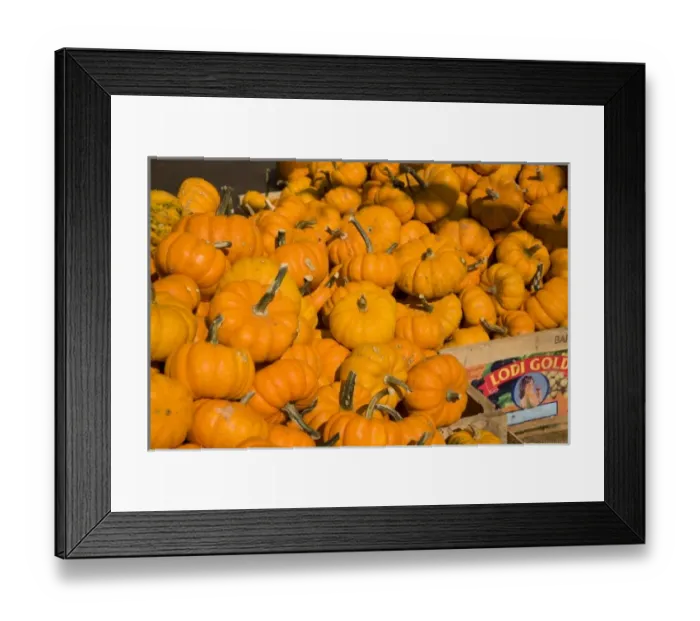 Framed Print : Squash at market Montreal, Quebec Framed Print : Squash at market Montreal, Quebec
