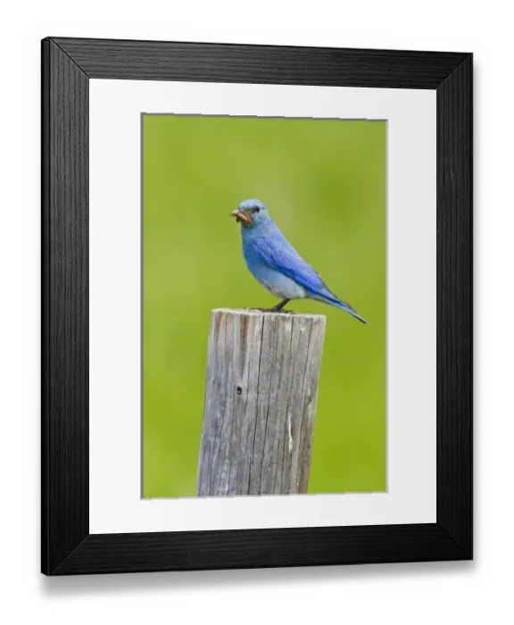 Framed Print : Canada, British Columbia Framed Print : Canada, British Columbia