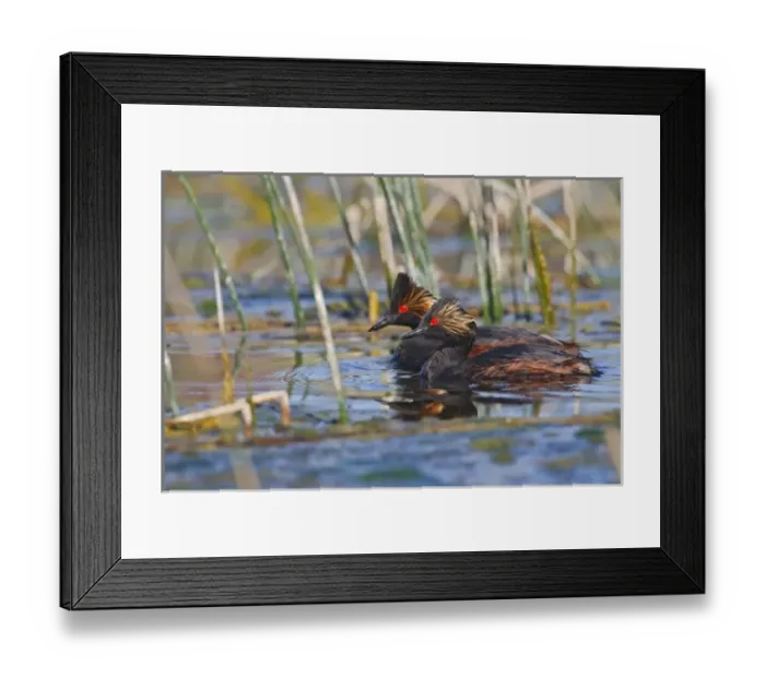 Framed Print : Canada, British Columbia near Kamloops, Eared Grebe (Podiceps nigricollis) pair swimming in marsh Framed Print : Canada, British Columbia near Kamloops, Eared Grebe (Podiceps nigricollis) pair swimming in marsh