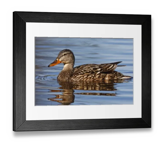 Framed Print : Canada, British Columbia, Kamloops, mallard (Anas platyrhynchos) duck, female swimming