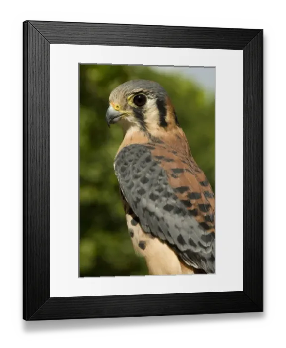 Framed Print : Caribbean, US Virgin Islands Framed Print : Caribbean, US Virgin Islands