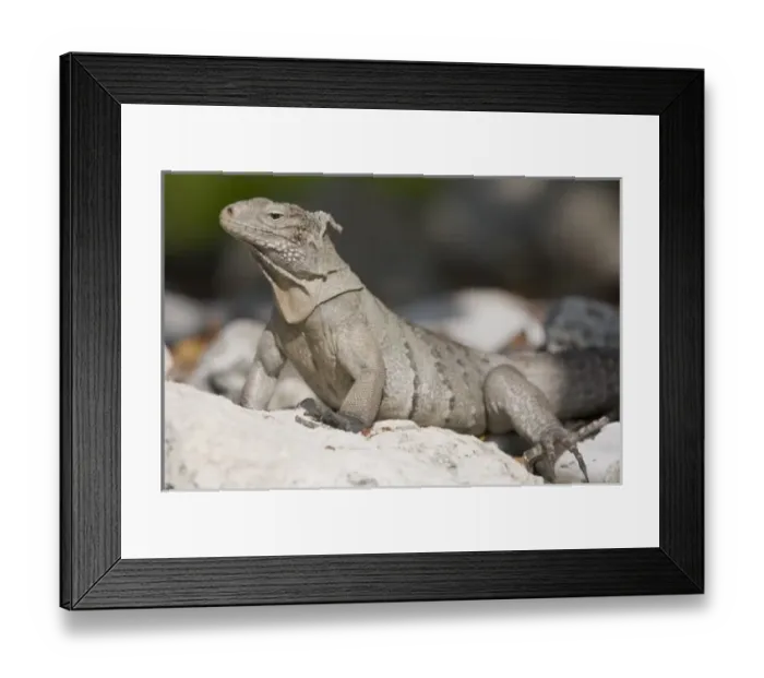 Framed Print : Caribbean, Cayman Islands Framed Print : Caribbean, Cayman Islands