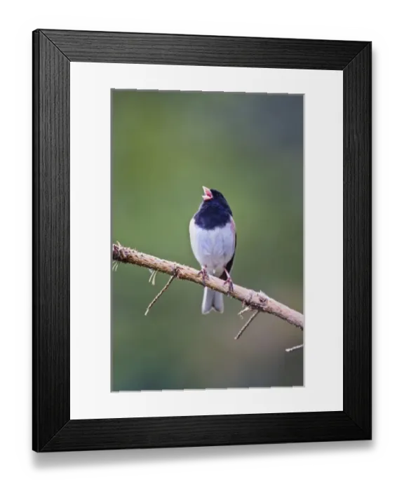 Framed Print : Canada, British Columbia near Kamloops, Dark-eyed Junco (Junco hyemalis) singing Framed Print : Canada, British Columbia near Kamloops, Dark-eyed Junco (Junco hyemalis) singing