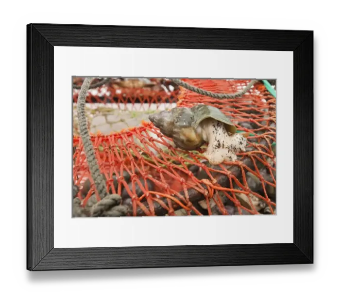 Framed Print : Quebec, Canada. Marine snail fishing, Sainte Anne des Monts Framed Print : Quebec, Canada. Marine snail fishing, Sainte Anne des Monts