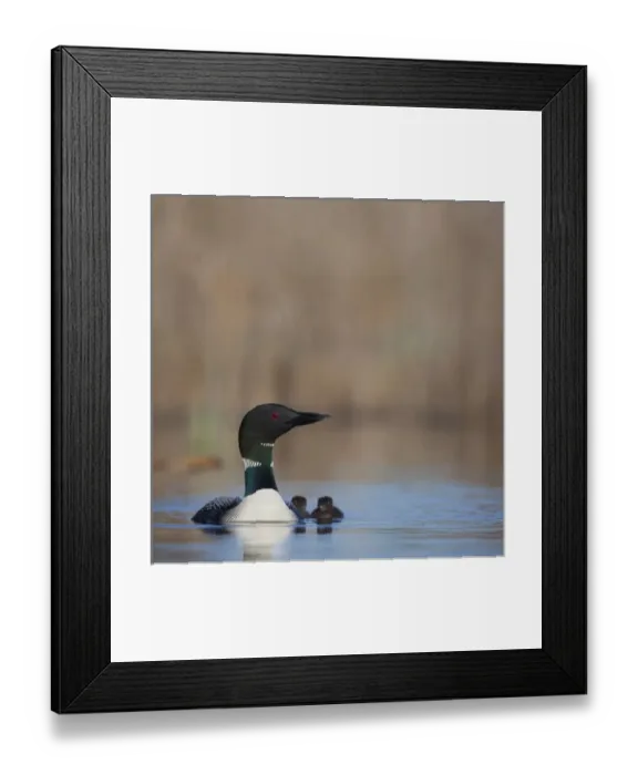 Framed Print : Canada, British Columbia. Common Loon (Gavia Immer) adult female and two-day old