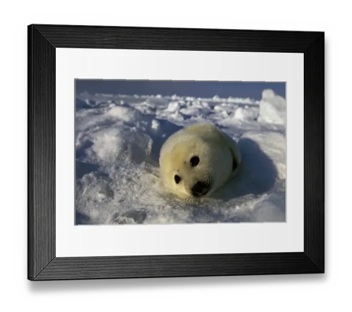 Framed Print : North America, Canada, Gulf of St. Lawrence. Harp Seal (phoca groenlandica) Framed Print : North America, Canada, Gulf of St. Lawrence. Harp Seal (phoca groenlandica)