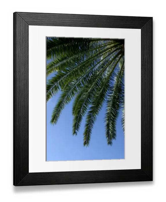 Framed Print : Caribbean, U. S. Virgin Islands, St. Thomas, Charlotte Amalie. Palm tree with blue sky Framed Print : Caribbean, U. S. Virgin Islands, St. Thomas, Charlotte Amalie. Palm tree with blue sky