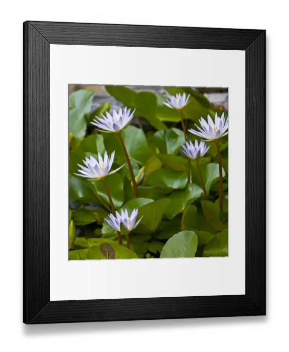 Framed Print : Pygmy Water Lily ( Nymphaea X Daubeniana Vivparous )