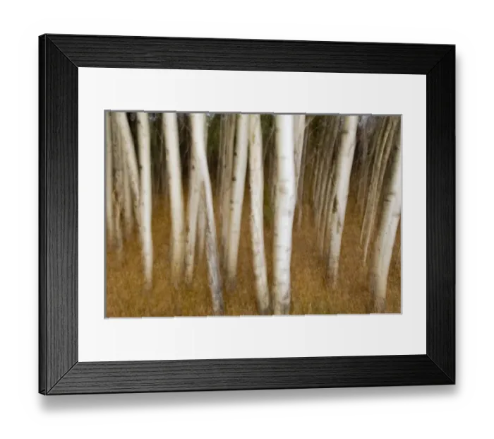 Framed Print : Trembling aspen, Populus tremuloides, Yukon Framed Print : Trembling aspen, Populus tremuloides, Yukon