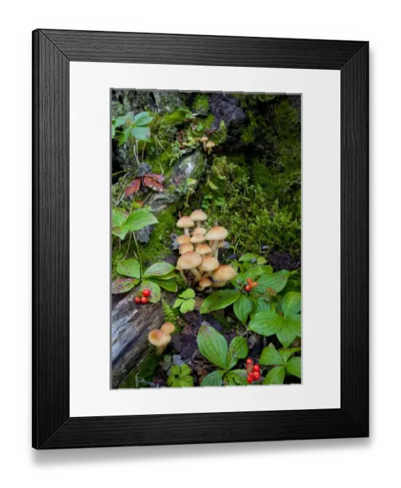 Framed Print : Canada, British Columbia, Bowron Lakes Provincial Park. Bunchberry (Cornus canadensis) Framed Print : Canada, British Columbia, Bowron Lakes Provincial Park. Bunchberry (Cornus canadensis)