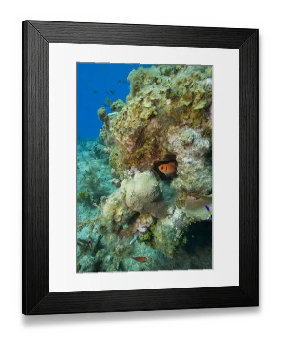 Framed Print : Cayman Islands, Grand Cayman Island, Underwater view of tropical fish swimming past