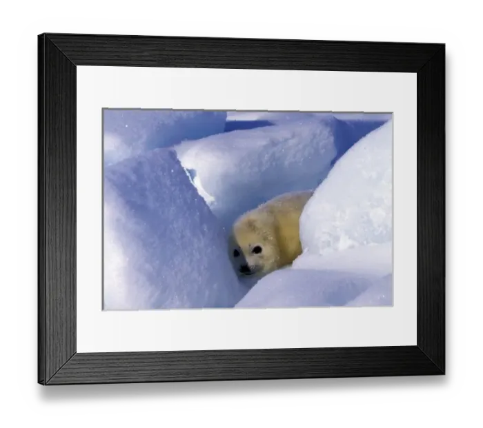 Framed Print : North America, Canada, Gulf of St. Lawrence. Harp Seal (phoca groenlandica) pup Framed Print : North America, Canada, Gulf of St. Lawrence. Harp Seal (phoca groenlandica) pup