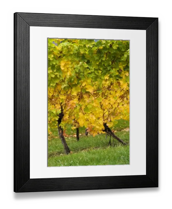 Framed Print : Canada, British Columbia Framed Print : Canada, British Columbia