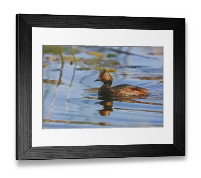 Framed Print : Canada, British Columbia near Kamloops, Eared Grebe (Podiceps nigricollis) pair swimming in marsh Framed Print : Canada, British Columbia near Kamloops, Eared Grebe (Podiceps nigricollis) pair swimming in marsh