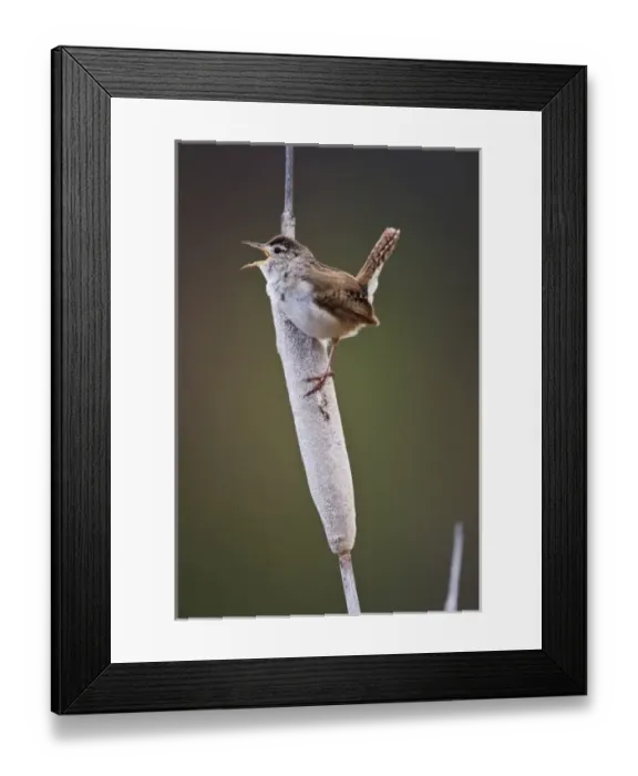 Framed Print : Canada, British Columbia near Kamloops, Marsh Wren (Cistotharus palustris) male singing Framed Print : Canada, British Columbia near Kamloops, Marsh Wren (Cistotharus palustris) male singing
