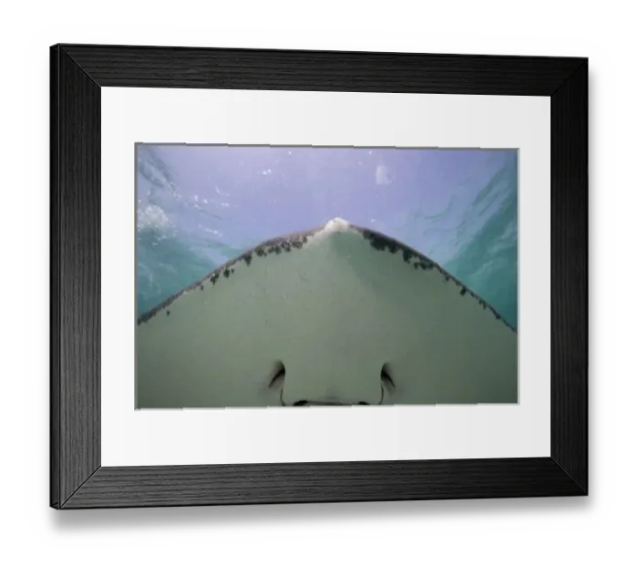 Framed Print : Cayman Islands, Grand Cayman Island, Underwater view of Southern Stingray (Dasyatis Framed Print : Cayman Islands, Grand Cayman Island, Underwater view of Southern Stingray (Dasyatis