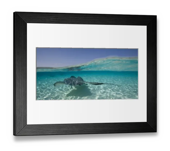 Framed Print : Cayman Islands, Grand Cayman Island, Underwater view of Southern Stingray (Dasyatis