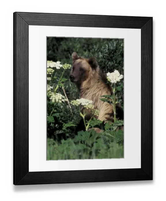 Framed Print : Canada. North America, Canada. Grizzly Bear (Ursus arctos)