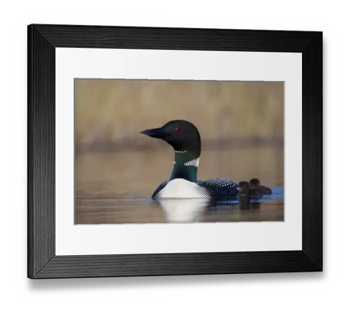 Framed Print : Canada, British Columbia Framed Print : Canada, British Columbia
