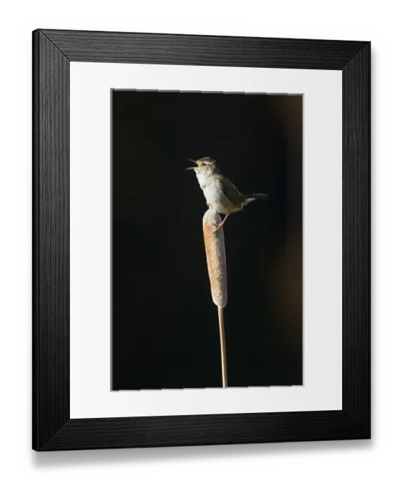 Framed Print : Canada, British Columbia near Kamloops, Marsh Wren (Cistothorus palustris) male singing Framed Print : Canada, British Columbia near Kamloops, Marsh Wren (Cistothorus palustris) male singing