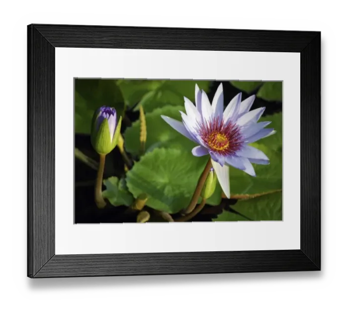 Framed Print : Lily pads on the lake at the Queen Elizabeth II Botanic Park, Grand Cayman, Cayman Island