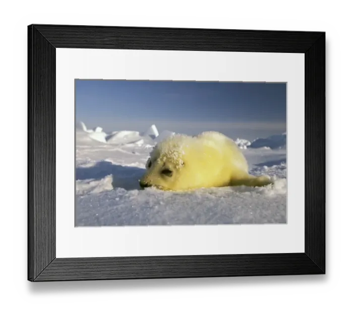 Framed Print : North America, Canada, Gulf of St. Lawrence. Harp Seal (phoca groenlandica)