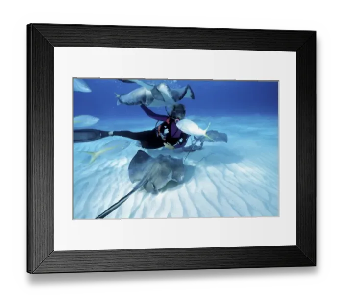 Framed Print : Stingray City, Grand Cayman, Caribbean (MR) Framed Print : Stingray City, Grand Cayman, Caribbean (MR)