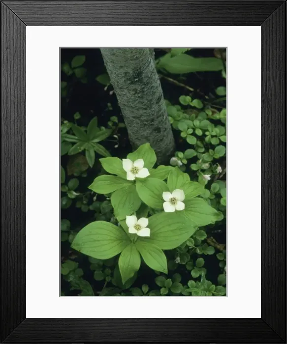 Framed Print : Bunchberry, Dogwood, (Cornus canadensis), Tatshenshini River, BC Canada Framed Print : Bunchberry, Dogwood, (Cornus canadensis), Tatshenshini River, BC Canada