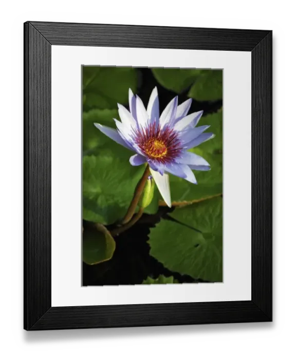 Framed Print : Lily pads on the lake at the Queen Elizabeth II Botanic Park, Grand Cayman, Cayman Island Framed Print : Lily pads on the lake at the Queen Elizabeth II Botanic Park, Grand Cayman, Cayman Island