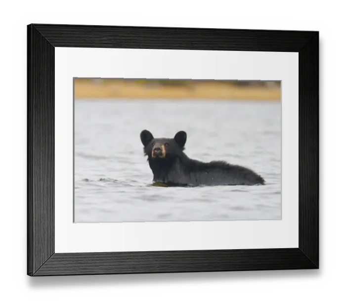 Framed Print : Canada, British Columbia, Bowron Lakes Provincial Park. Black bear (Ursus Americanus)