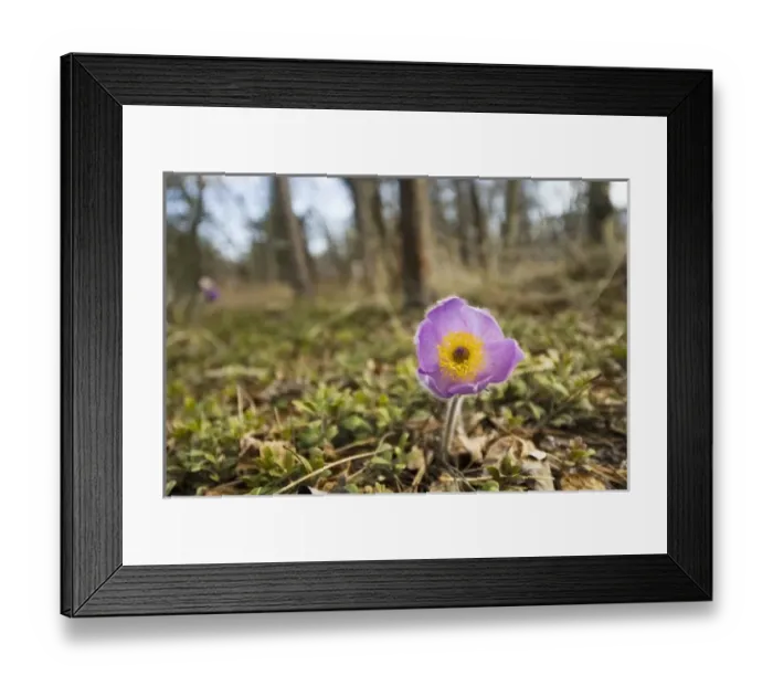 Framed Print : Canada, Yukon Framed Print : Canada, Yukon