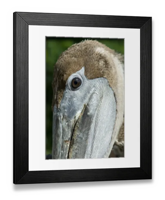 Framed Print : Caribbean, US Virgin Islands Framed Print : Caribbean, US Virgin Islands